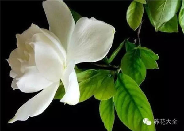 Clivia miniata Clivia miniata