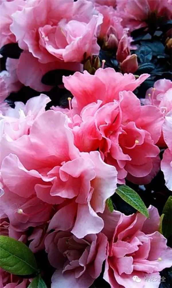 Clivia miniata Clivia miniata