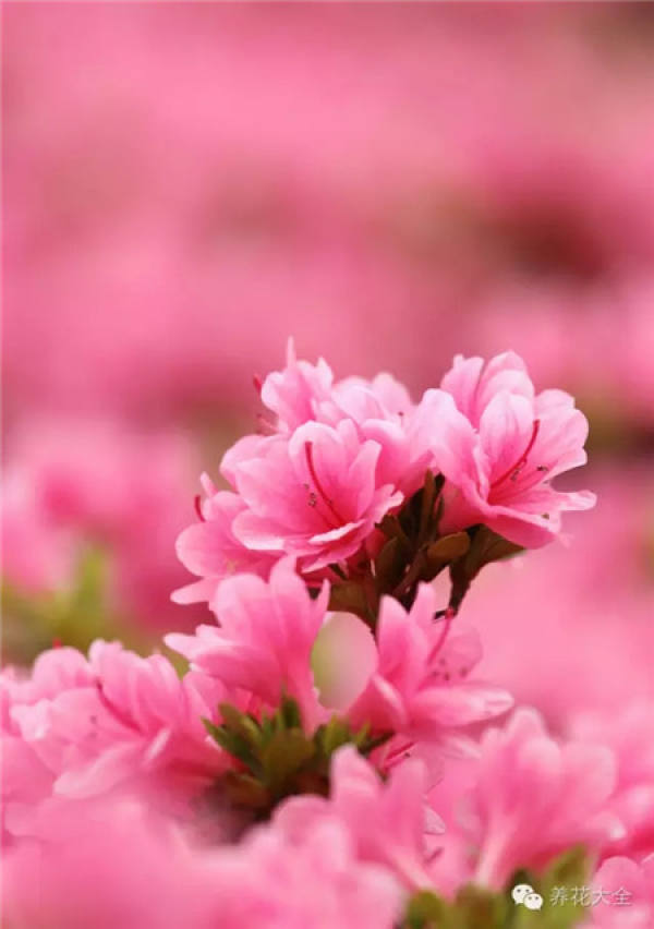 Clivia miniata Clivia miniata