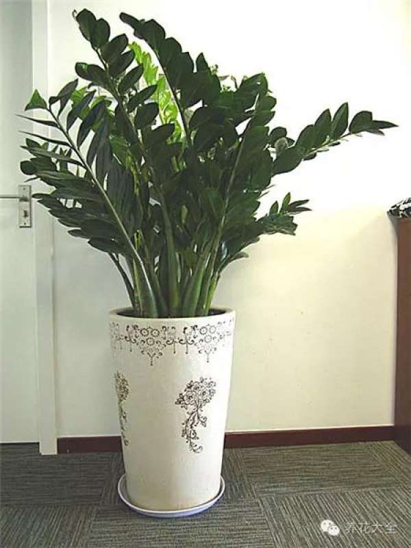 Clivia miniata Clivia miniata