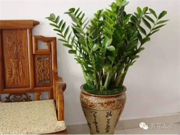 Clivia miniata Clivia miniata