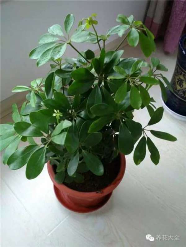 Clivia miniata Clivia miniata