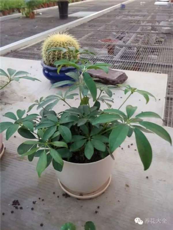 Clivia miniata Clivia miniata