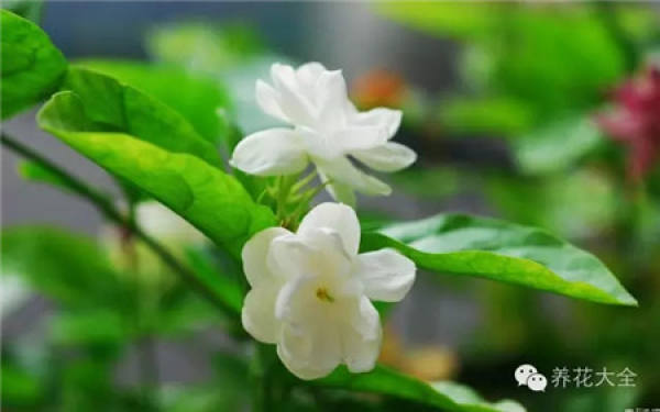 Clivia miniata Clivia miniata