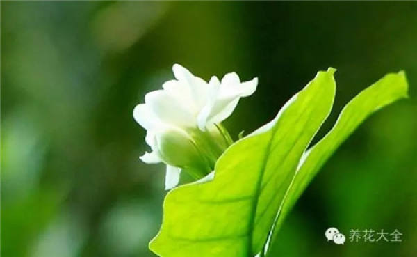 Clivia miniata Clivia miniata