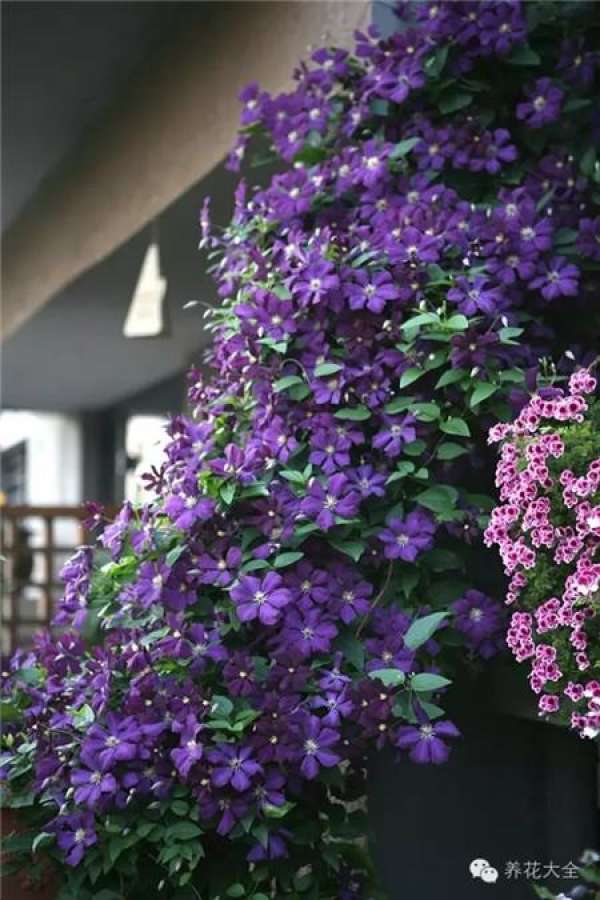 Clivia miniata Clivia miniata