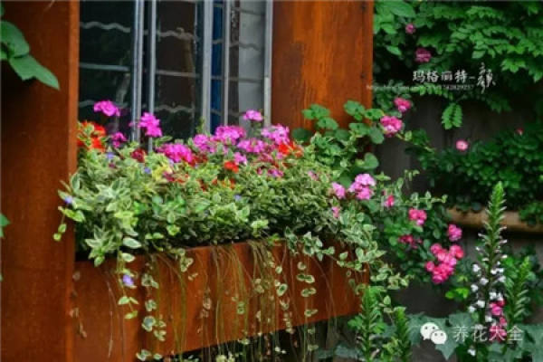 Clivia miniata Clivia miniata