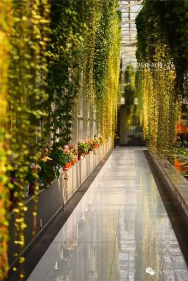 Clivia miniata Clivia miniata