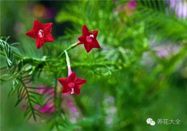 Clivia miniata Clivia miniata