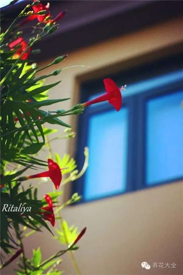 Clivia miniata Clivia miniata