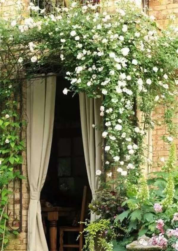 Clivia miniata Clivia miniata