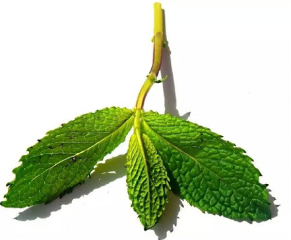 The Flower Language of Mint