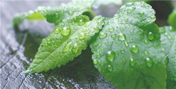 The Flower Language of Mint
