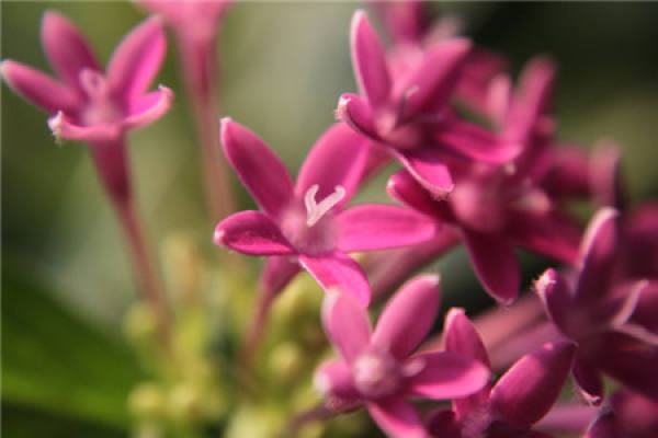 Dragon Boat flower