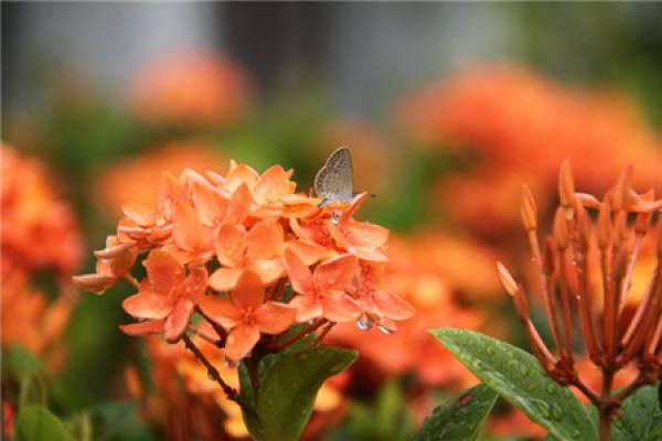 Ixora chinensis