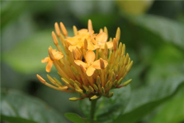 Dragon Boat flower