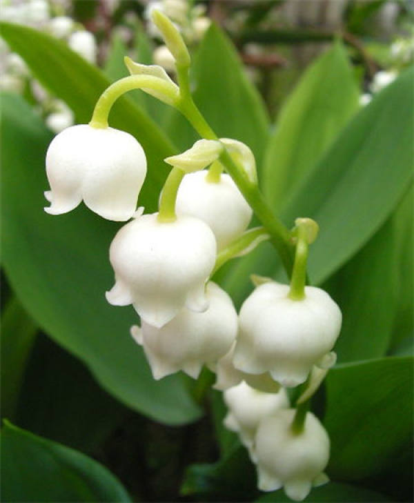 Low Temperature Treatment of Convallaria convallaria in Winter