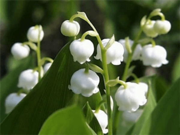 Low Temperature Treatment of Convallaria convallaria in Winter