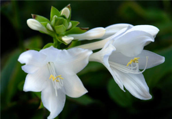 Spring watering of potted plantain Lily