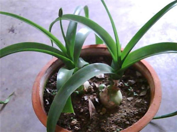 Bulb-division propagation of Ornithogalum caudatum