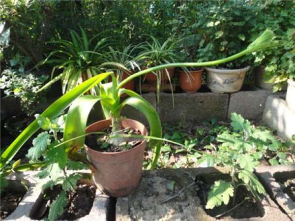 Sowing and Propagation of Ornithogalum caudatum
