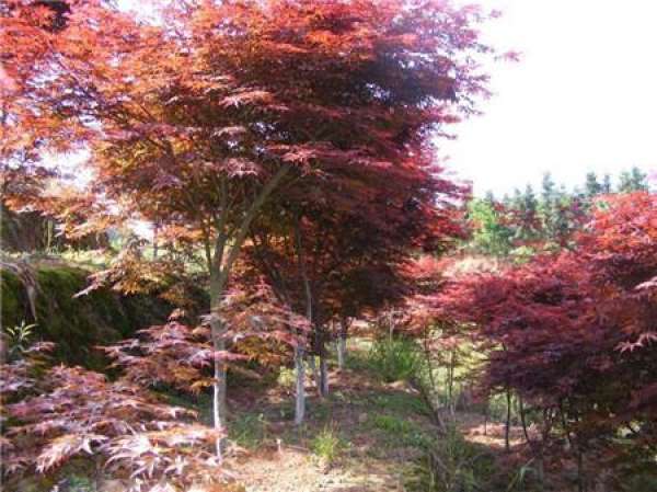 Matters needing attention in the cultivation of purple leaf plum
