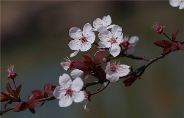 Purple leaf plum blossom