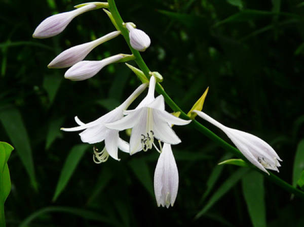 Summer watering of potted plantain Lily