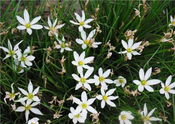The Flowering Period of Chinese Chive Lotus