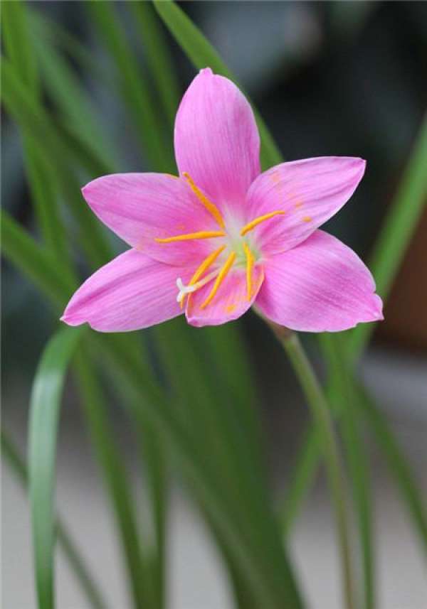 The Flowering Period of Chinese Chive Lotus