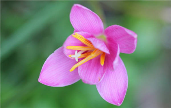flowering period of leek lotus