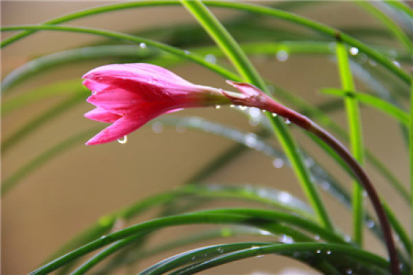 flowering period of leek lotus