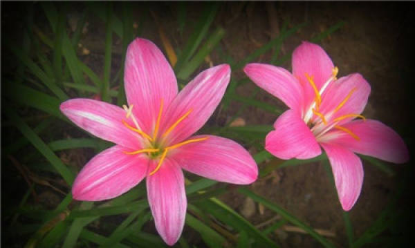 flowering period of leek lotus