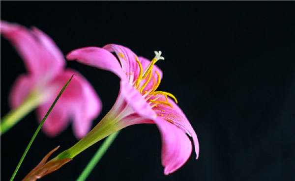 Appreciation of pictures of Chinese chives and lotus blossoms