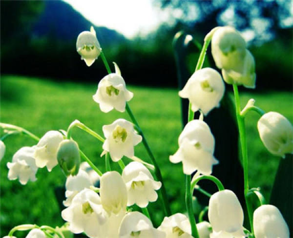 Flowering period of Lily of the valley