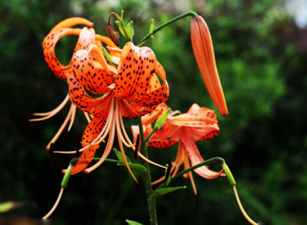 Lilium LIS