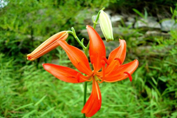 Lilium LIS