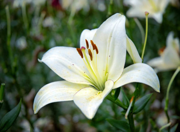 Lilium LIS