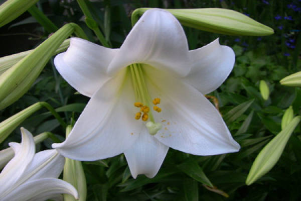 Moschus Lily