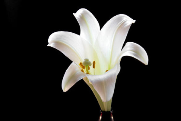 The breeding method of Lily