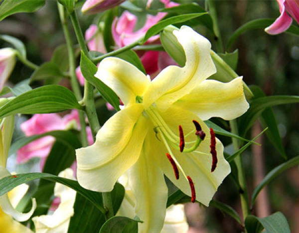 The breeding method of Lily