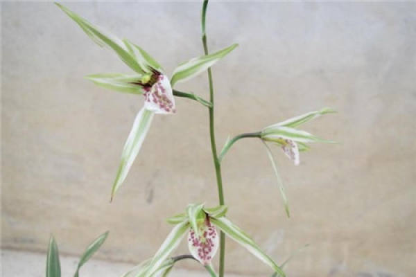 Flowering period of orchid