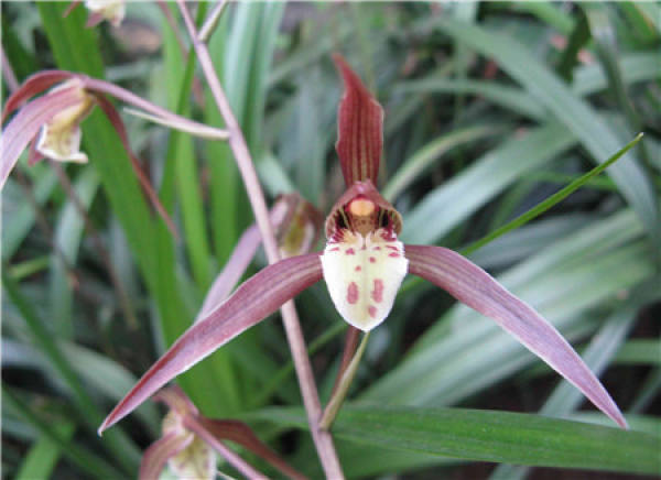 Flowering period of orchid