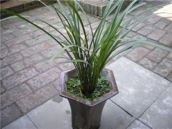 Flowering and Maintenance of Orchid