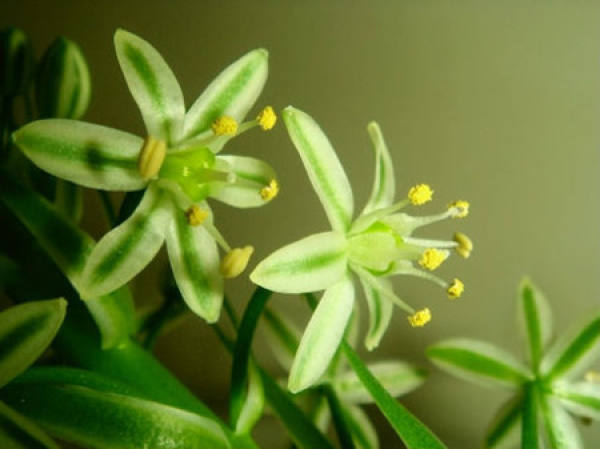 Florescence of Ornithogalum caudatum