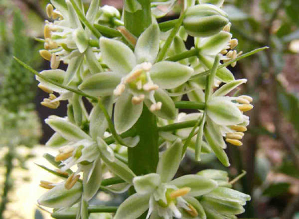 The Flower Language of Ornithogalum caudatum