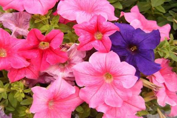 Petunia hybrida