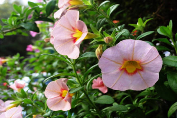 growth habits of millions of small bells