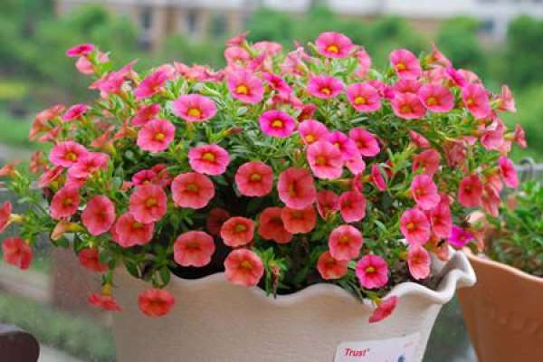 Maintenance method for millions of small bolls after blooming