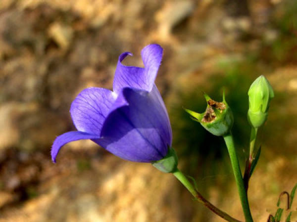 Flowering period of Campanulaceae Flowering period of Campanulaceae